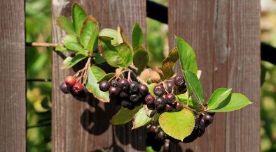8 Fall Berries to Brighten Your Westchester Garden Into Winter - Vimarsana News