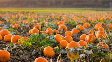 Where to Go Pumpkin Picking in Westchester County - Vimarsana News