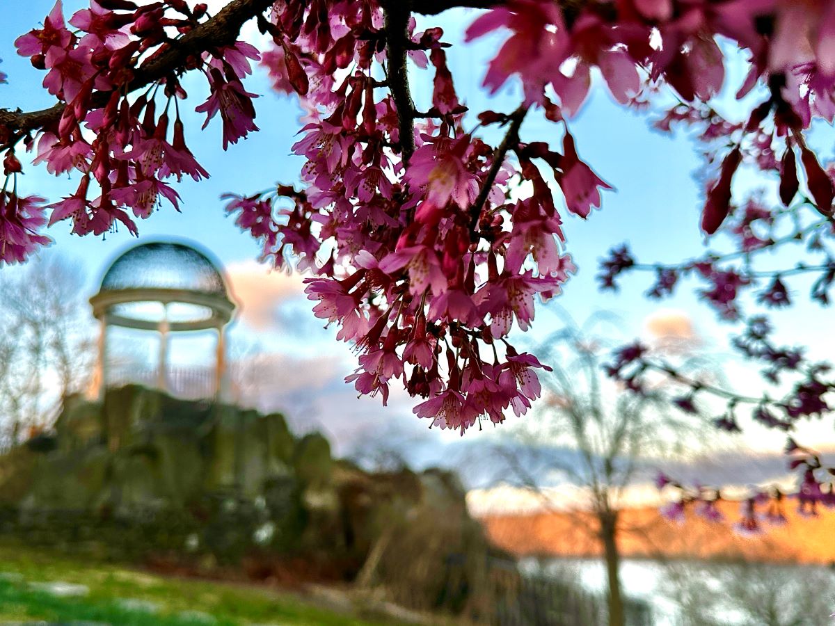 Temple of Love and cherry blossoms