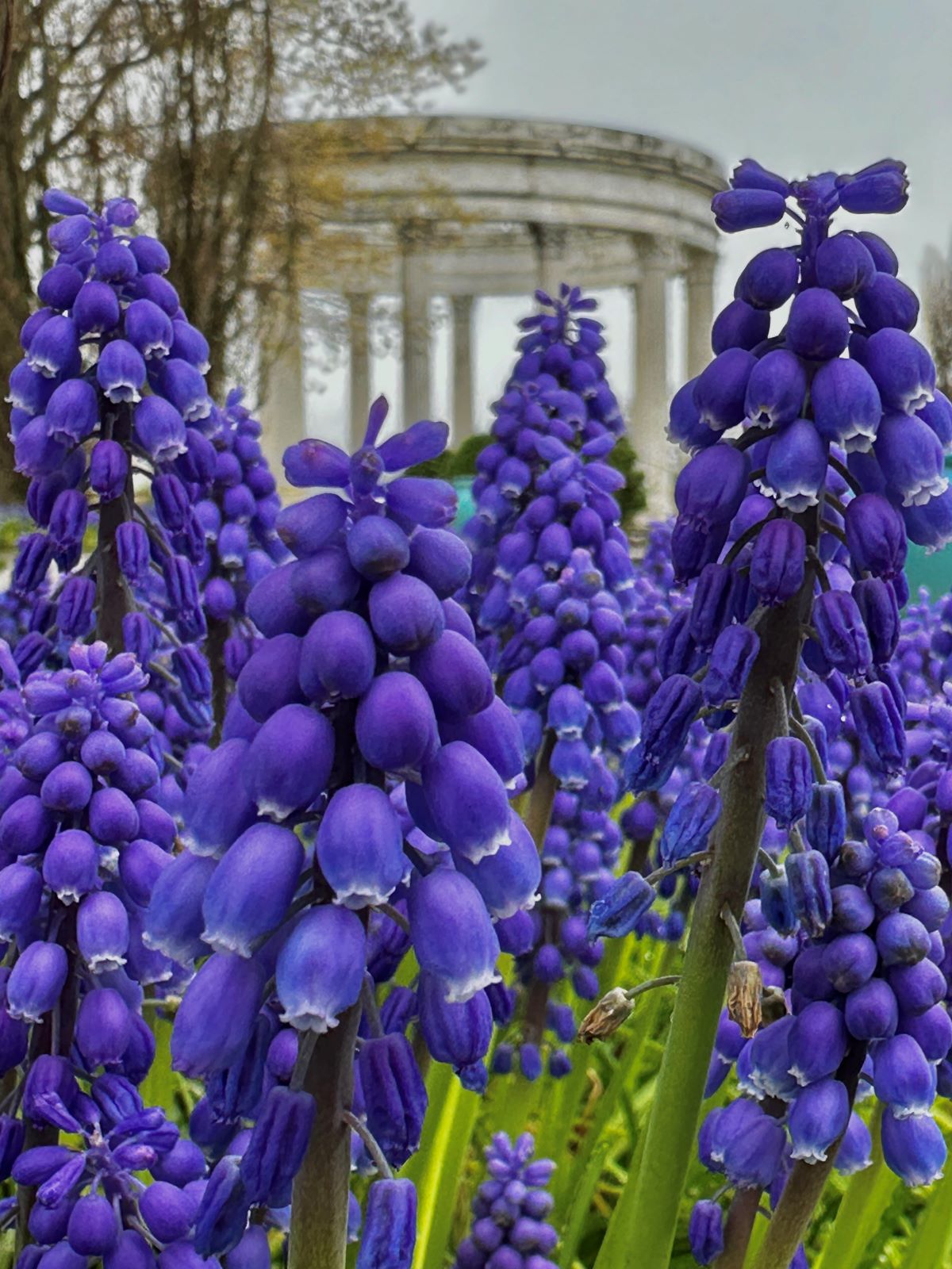 Grape hyacinth and the Temple of the Sky.