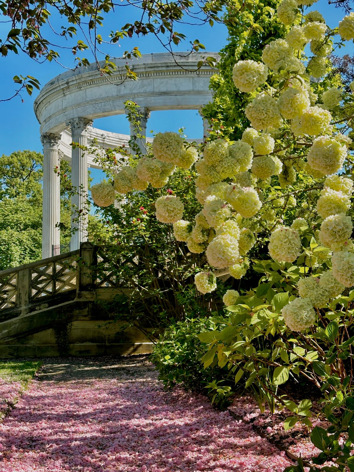 Viburnum and the Temple of the Sky