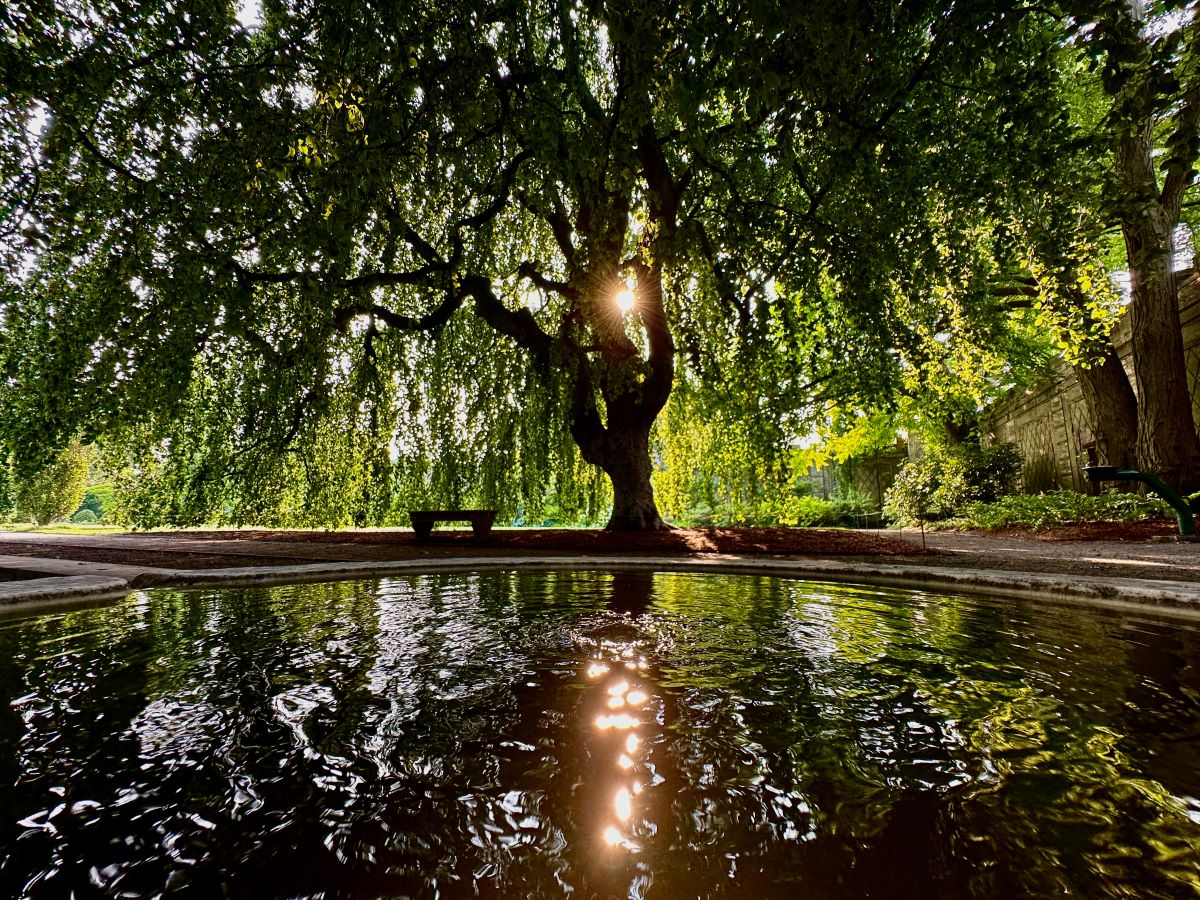 Walled garden beeches