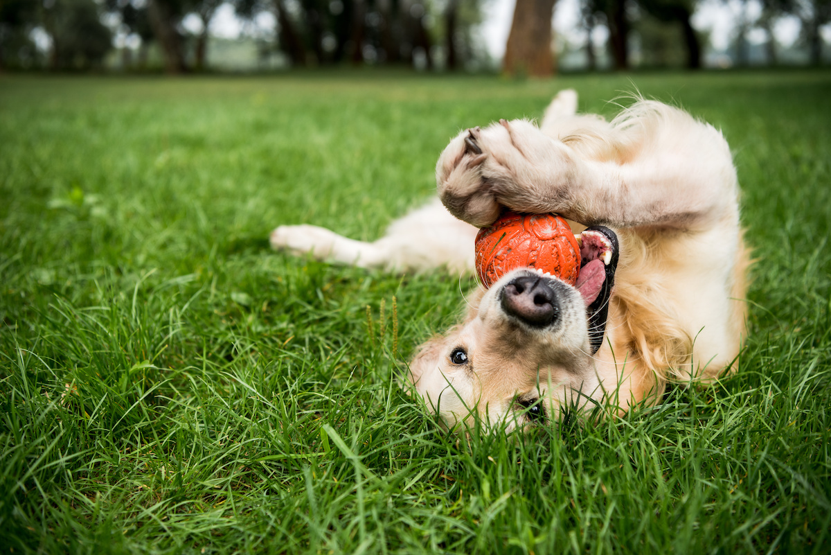 westchester dog parks