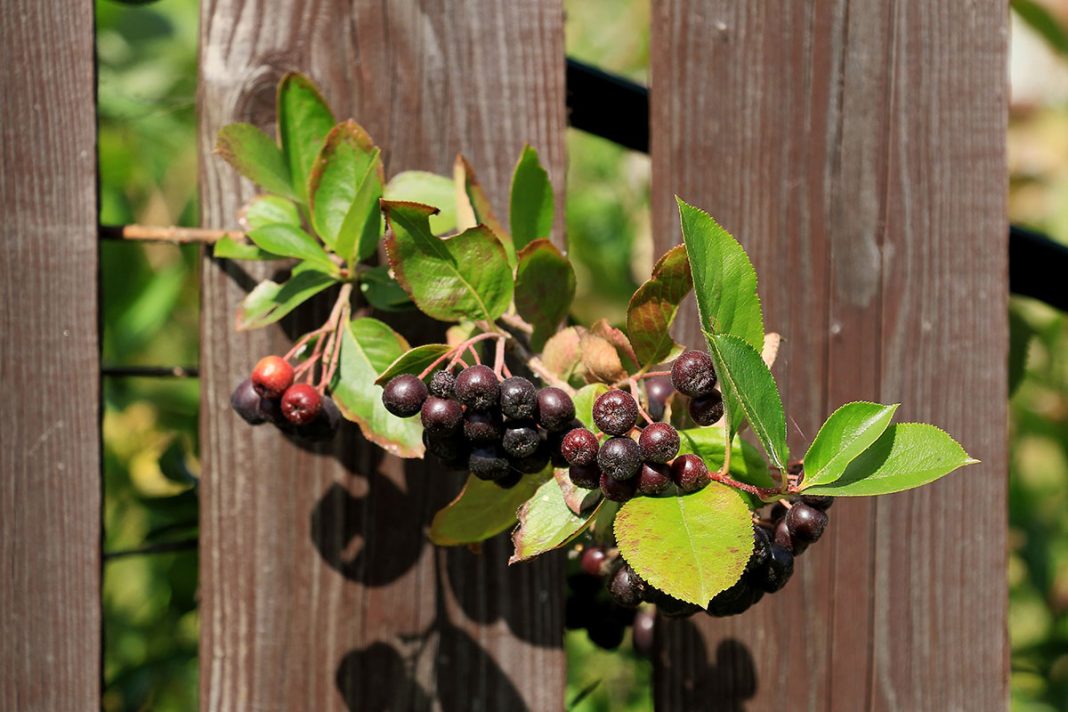 chokeberry-fall-berries|chokeberry