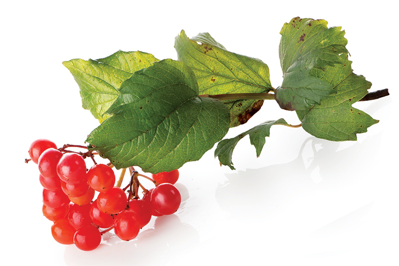 gardening berries