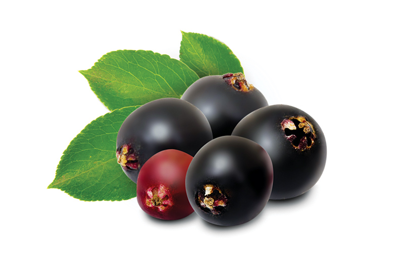 fall berries