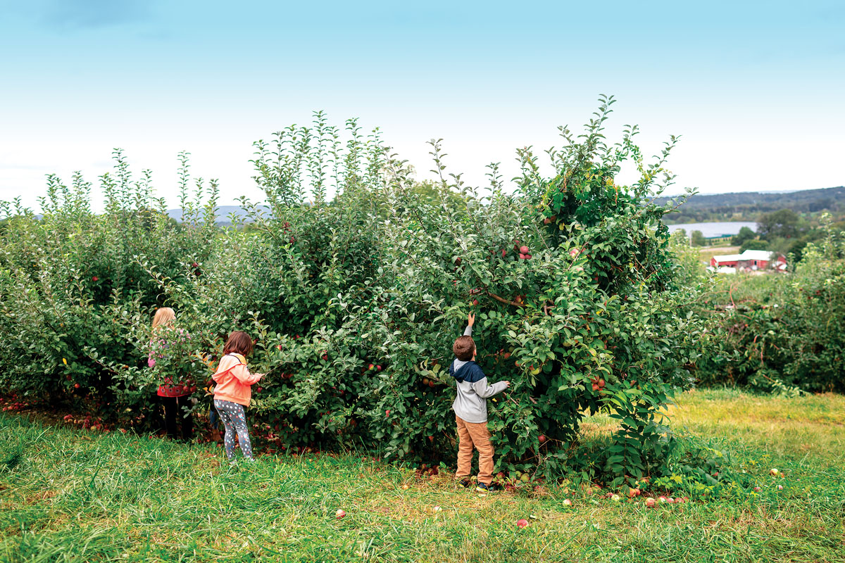 Where to Go Apple Picking in and Around Westchester County