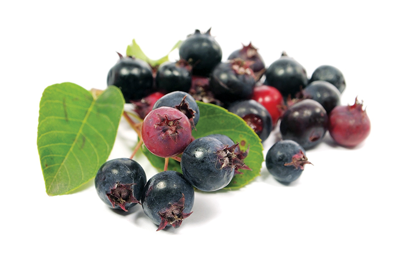 fall berries