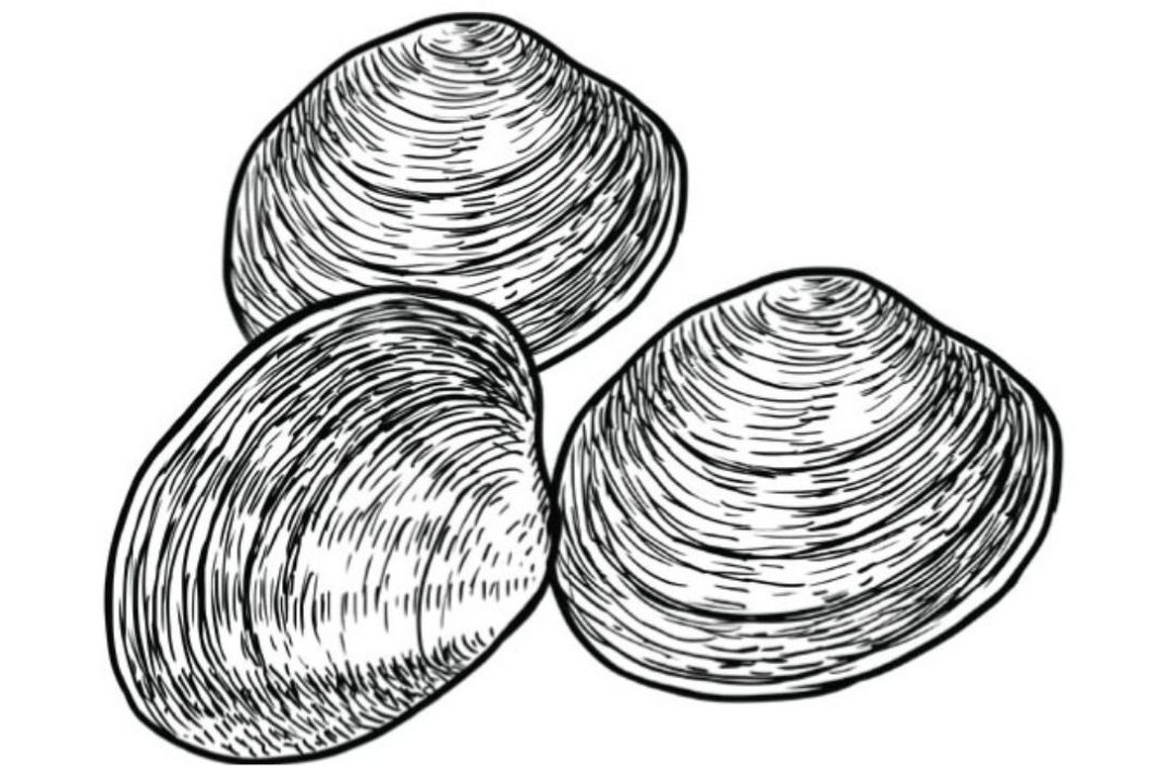 clams