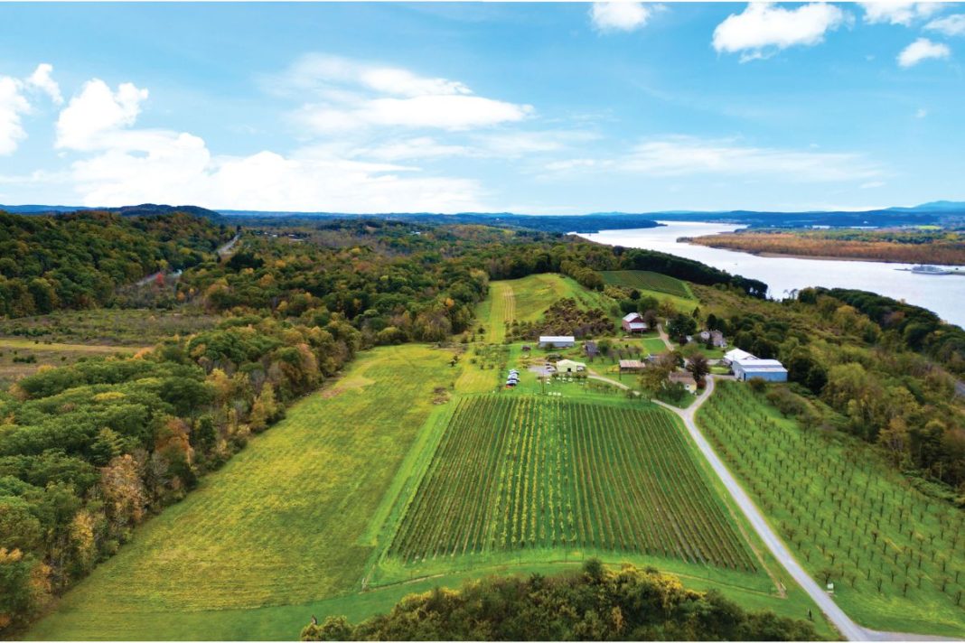 Whitecliff Vineyard & Winery