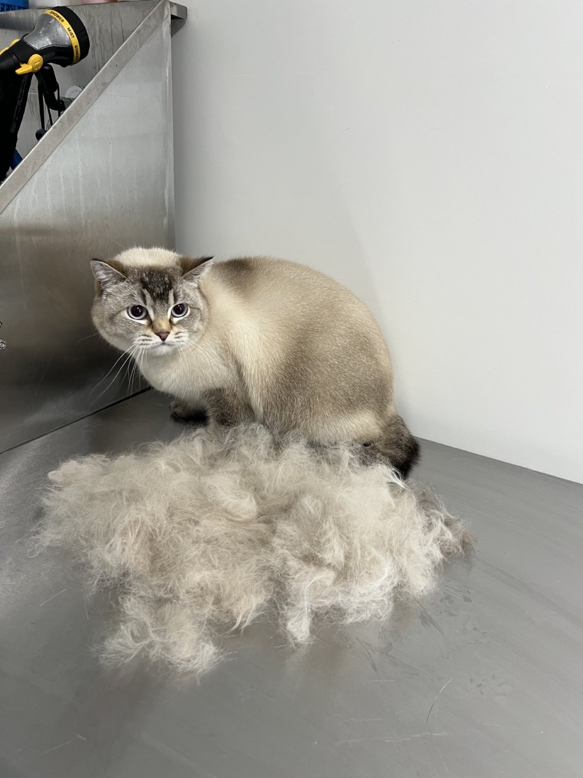 Westchester Cat Grooming
