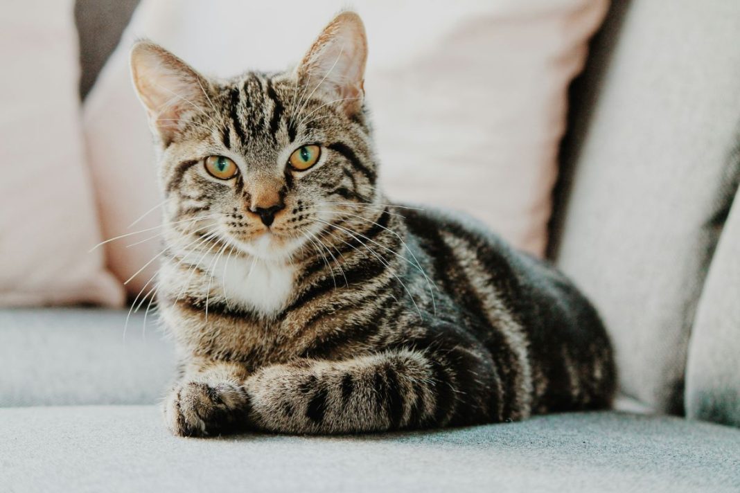 Cat grooming in Westchester