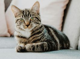 Cat grooming in Westchester