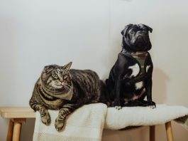 VCA Mount Kisco Veterinary Hospital