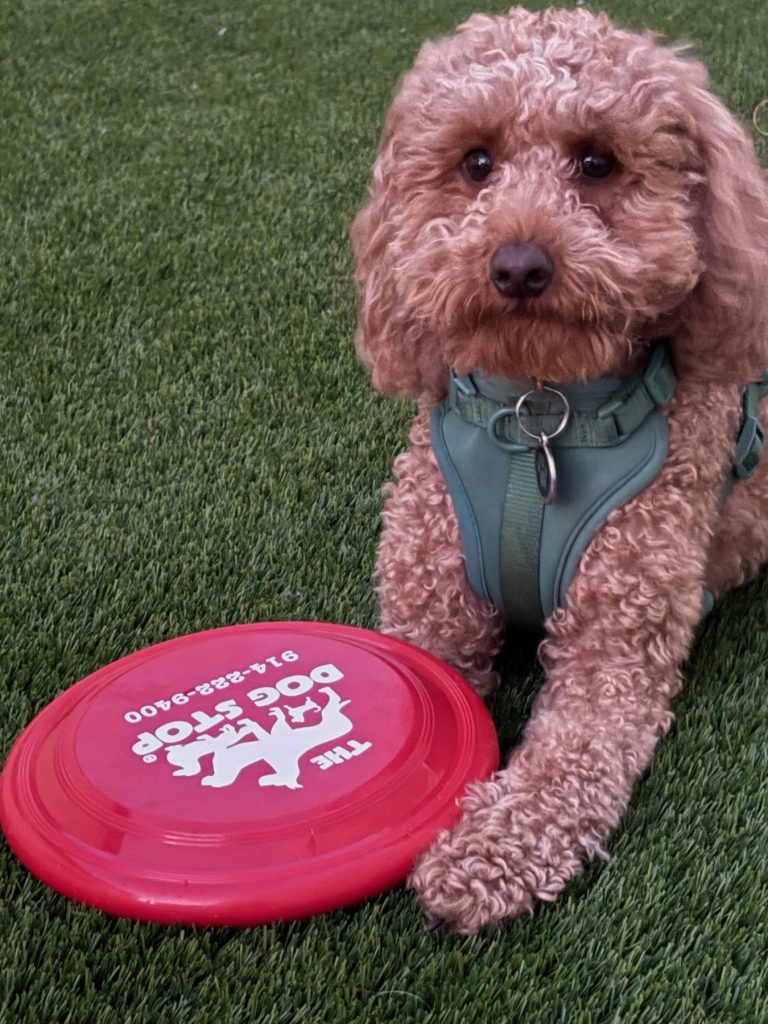 Dog at The Dog Stop Mamaroneck 