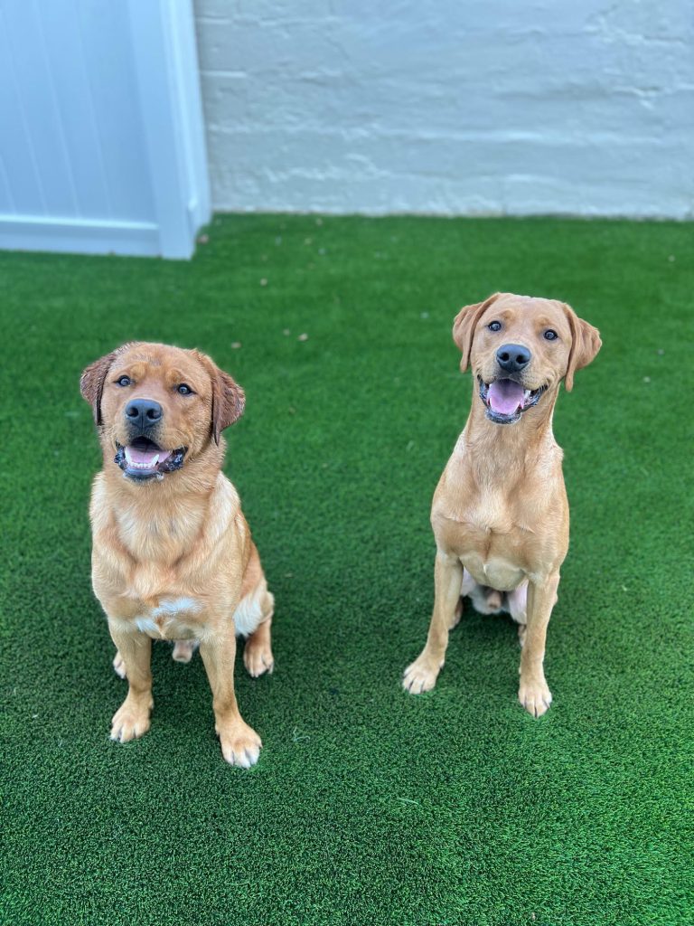 Dogs at The Dog Stop Mamaroneck