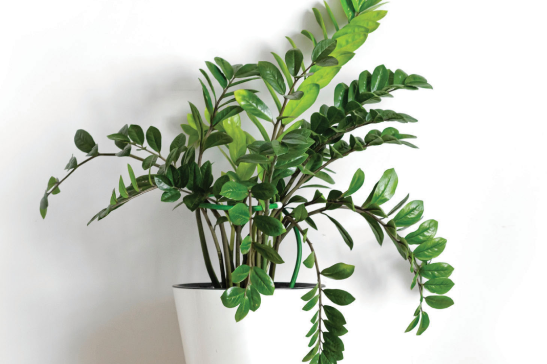 rubber plant indoor or outdoor Ficus Burgundy Tree Form Single Stem, Rubber Tree