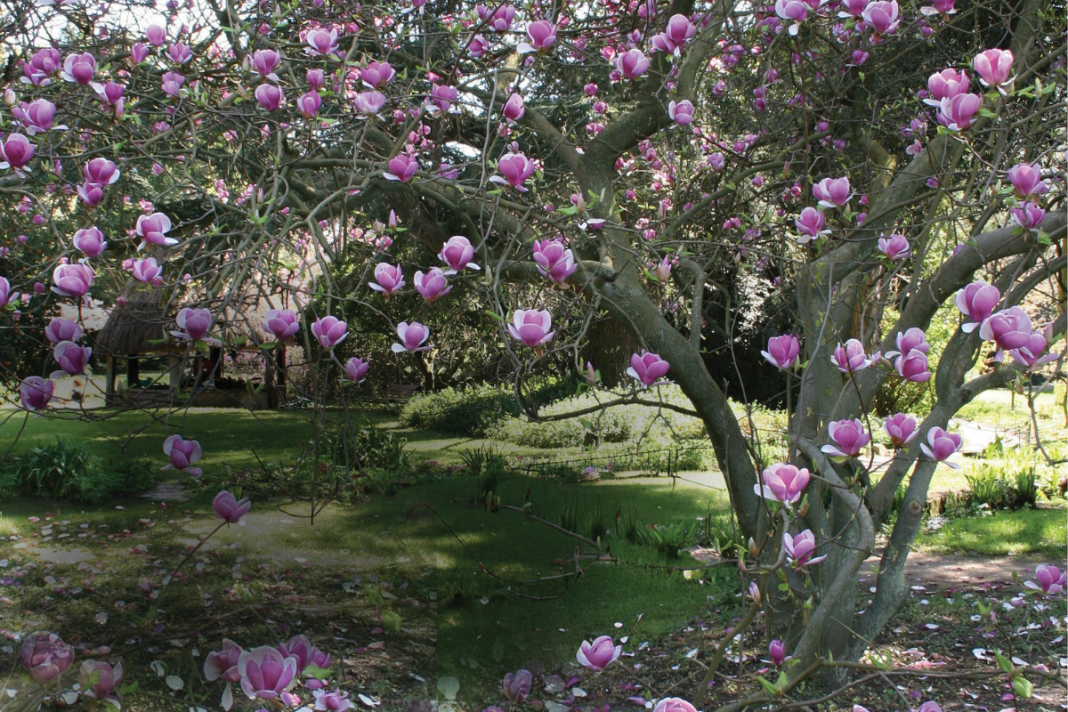 Tree Spring Plant 6 Plants to Add to Your Westchester Garden This Spring