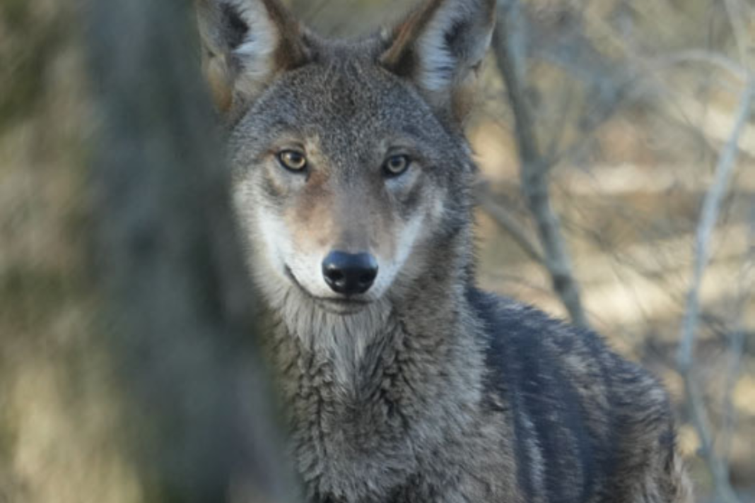 Conserving Red Wolves Wolf Conservation Center Is on a Mission to Preserve a Species
